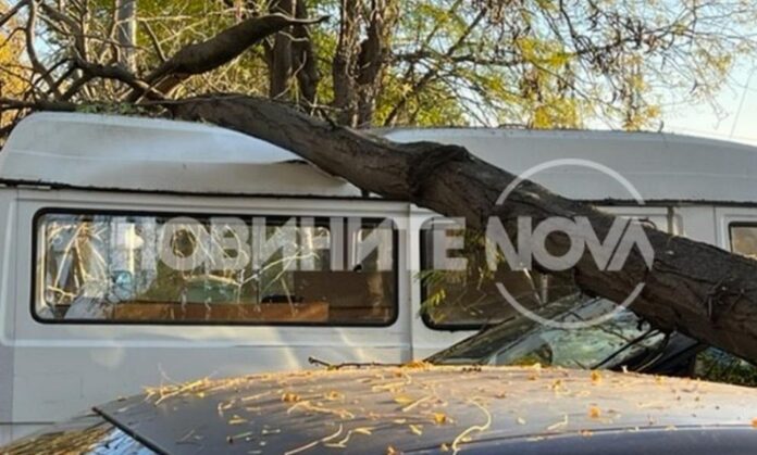 991-ratio-dyrvo-koli