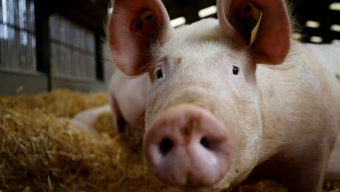 skynews-pig-farm-sow_5545681