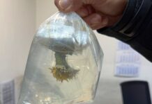 За първи път! Митничари откриха живи корали в автобус, който пътувал от Турция за Северна Македония