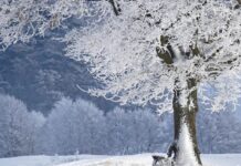 Сняг през новата седмица