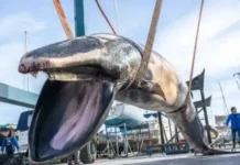 9-метрово чудовище изхвърли морето пред погледите на ужасени туристи Снимки