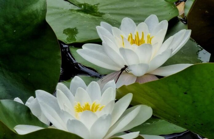 991-ratio-vodna-liliia