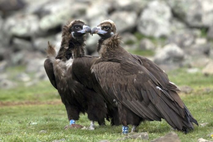 e4cfaf1f7ba5da7cd6fdd9f7a2b31586