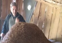 Когато човек гради дом… за мравки: Мравунякът от китното Родопско село Кожари