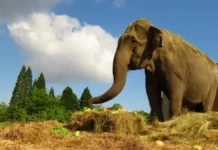 Две туристки загинаха, стъпкани от слоница на сафари